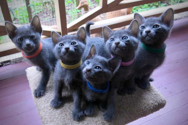 Kittens at 6 weeks